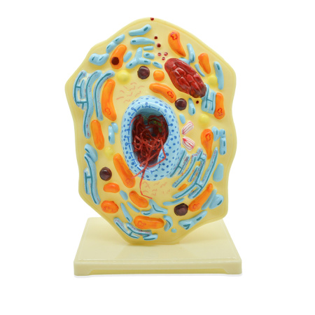 Модель «Клетка животного» Модель «Клетка животного»